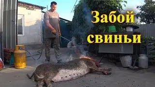 ЗАБОЙ СВИНЬИ// ЖИЗНЬ В ДЕРЕВНЕ //  @деревня @Свиньи как бизнес  