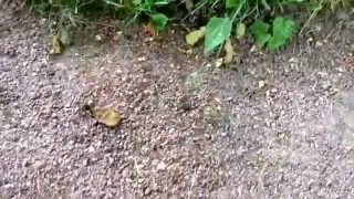 Целочки-белочки