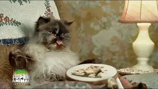 Cat Lovers Unite: Cravendale Milk's Side-Splitting Ad Featuring Cats with Thumbs #funnyvideo #cats