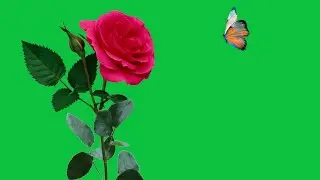 rose flower green screen effects | flower green screen video | butterfly flying green screen