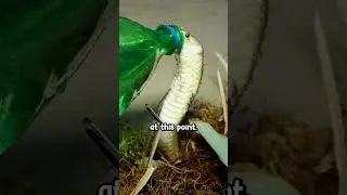 Cobra was thirsty for warm mountain dew - ( animal rescue )