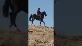 ноокат лошад