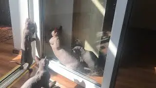 Кошачьи игры. #сфинкс #котята #донскойсфинкс