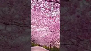 Voici pk j'aime le Japon