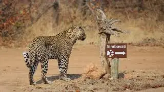 Simbavati Hilltop Lodge - Timbavati Game Reserve - South Africa