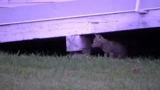 Coyote pups and mother At Marlborough Elementary School