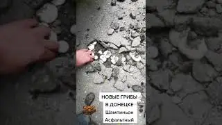 Грибы Асфальте