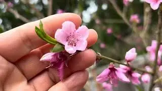 桃仁种出的桃树，现在长成这样了