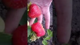Нагаоко и Бадди - сорта НСД (постоянно плодоносящие)