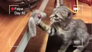 Felpa 12 - Cute cat playing and having fun with a Drone!