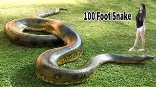 100 Foot Snake Big Anaconda Snake On Earth