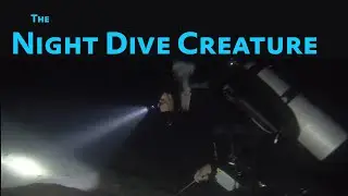 Melibe Nudibranch FEEDING at Night