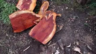 Распил корня сливы на ленточной пиле