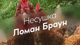 Несушка 🐔 Ломан Браун. Обзор кросса