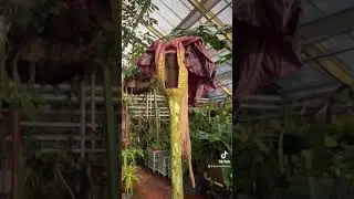 It's all shrivelled up, Penis plant bloom update 😅🍆 