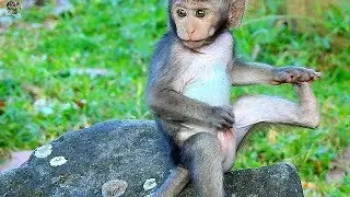 Poor small Timo get hurt cos black ant bite | Poor mom Tima doesn't help her small Timo |