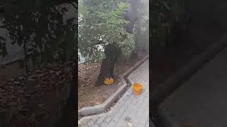 как гриб убивает дерево #шортс  #грибы