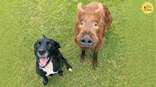 Adorable Piglet Raised By Labrador And Thinks She’s A Dog Too