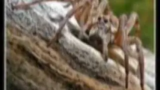 Pająki od KiKfilms:Kątniki i Pogońce