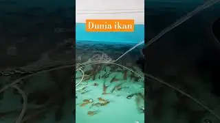 Dunia Ikan