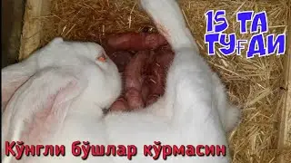 Қуённи туғиш жараёни. 15та туғди, Маашаллоҳ.