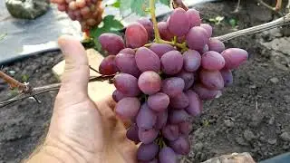 Гусар-очень ранний виноград,с высокими вкусовыми качествами