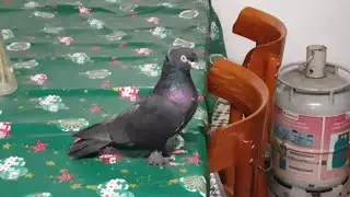 HOW SHOULD BE THE BEST GAME PiGEON? BIG MASTERS