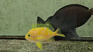Borbonius Anthias $389