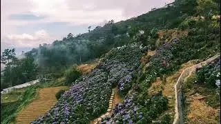 Northern  Blossoms