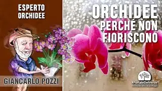 Why don't orchids bloom?