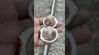 Train 🚂 vs crazy chocolate 🍫 #shorts #train #chocolate #viral #youtubeshorts #gujranwalaskill