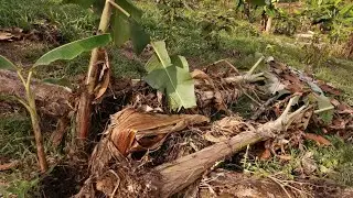 Fuertes Vientos casi acaban con ésta plantación de Plátano Verde / Ecuador 2024 || Natural Force