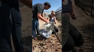 Sick Kitten and Mom Rescued