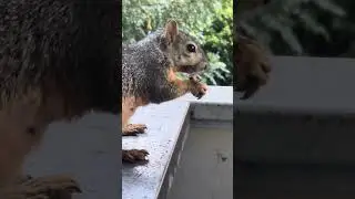 Mama squirrel DEMANDS nuts!!!