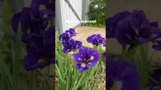 Ирис сибирский Kabluey. Второе лето в моем саду и какой шикарный результат 💖