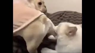 бой