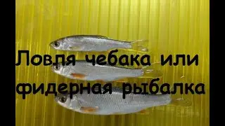 Ловля чебака или фидерная рыбалка