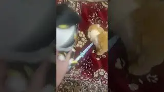 3 часть глупого шпица (не правда) 