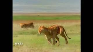 Baby Einstein Stock Footage - Lioness Running