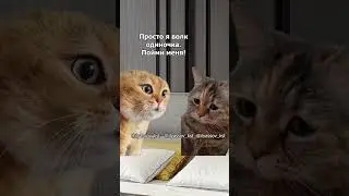 Дорогая, я не больше не могу быть с тобой! #тренд #приколы #коты #мемыскотами#веселыекоты
