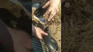 кипела Газель