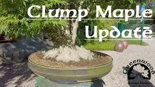 Clump Style Maple Catch Up - Greenwood Bonsai