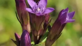 La flor de Bach Genciana o Gentian