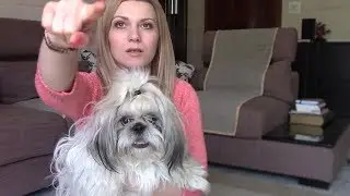 Дрессировка | Команда 