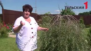 Разновидности ивы