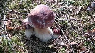 Первая Волна Боровиков! Ура Сезон Тихой Охоты  Открыт!