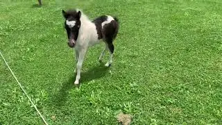 Bindi - Phantom x Majesty 2019 filly