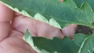 Причины скручивания листьев у томатов