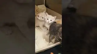 Kittens
