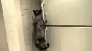 Cat Steals Food From The Freezer